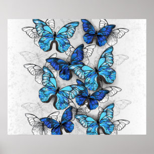 Compositie van witte en blauwe vlinders poster