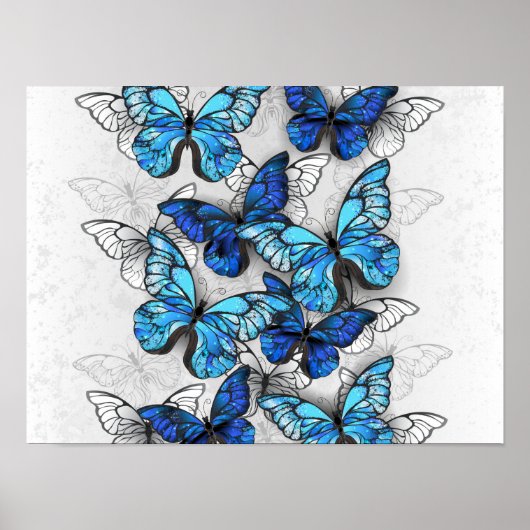 Compositie van witte en blauwe vlinders poster (Voorkant)