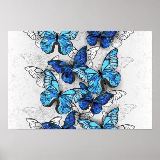 Compositie van witte en blauwe vlinders poster (Voorkant)