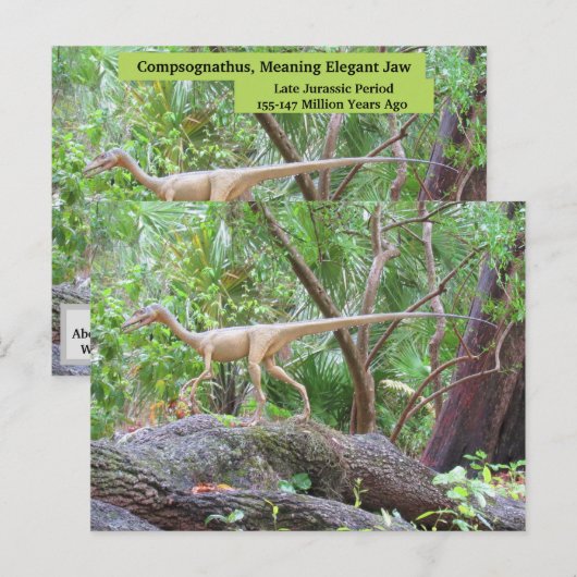 Compsognathus - Dinosaur - Leerkaart Briefkaart (Voorkant / Achterkant)