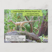Compsognathus - Dinosaur - Leerkaart Briefkaart (Achterkant)