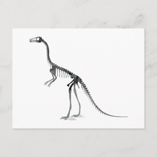 Comsognathus skelet briefkaart (Voorkant)