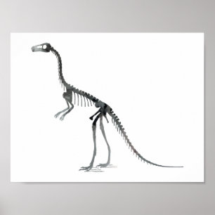 Comsognathus skelet poster
