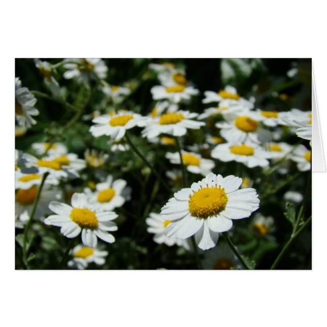 Concentraat (Voorkant Horizontaal)