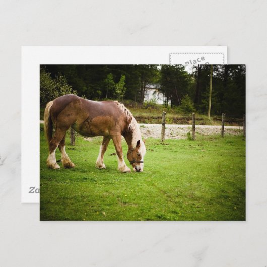 Concept grazen na afslag briefkaart (Voorkant / Achterkant)