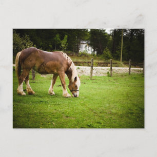 Concept grazen na afslag briefkaart