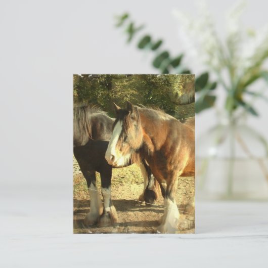 Concept paardenhaar Briefkaart (Staand voorkant)