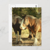 Concept paardenhaar Briefkaart (Voorkant / Achterkant)