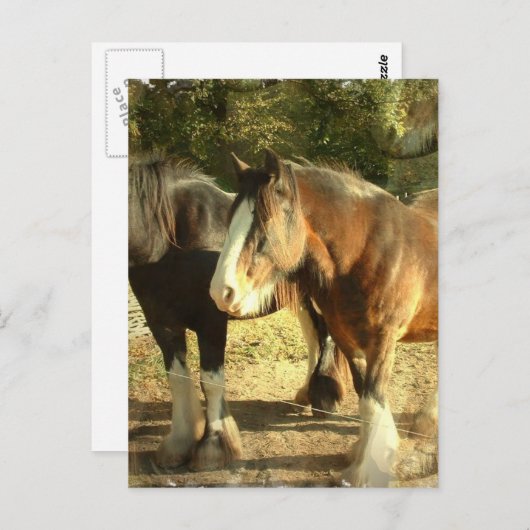 Concept paardenhaar Briefkaart (Voorkant / Achterkant)