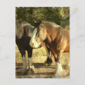 Concept paardenhaar Briefkaart (Voorkant)