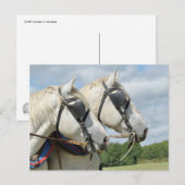 Concept paardenportret briefkaart (Voorkant / Achterkant)