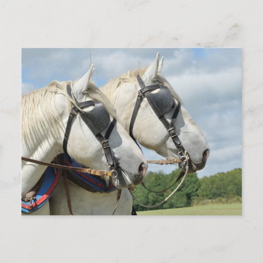 Concept paardenportret briefkaart (Voorkant)