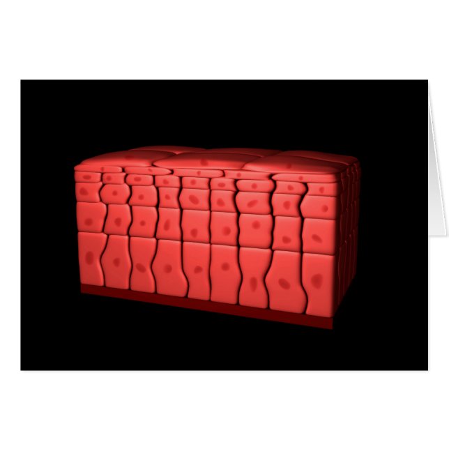 Concept van gestratificeerd vierkant epithelium 2 (Voorkant Horizontaal)