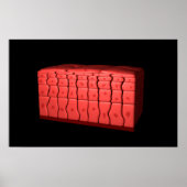 Concept van gestratificeerd vierkant epithelium 2 poster (Voorkant)