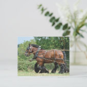 Concepten paarden in harnas briefkaart (Staand voorkant)