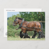 Concepten paarden in harnas briefkaart (Voorkant / Achterkant)