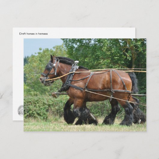 Concepten paarden in harnas briefkaart (Voorkant / Achterkant)