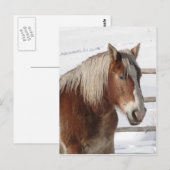 Conceptpaard Briefkaart (Voorkant / Achterkant)