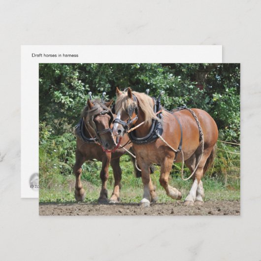 Conceptpaarden in harnas-briefkaart briefkaart (Voorkant / Achterkant)