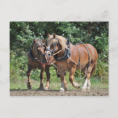 Conceptpaarden in harnas-briefkaart briefkaart (Voorkant)