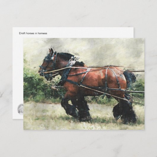 Conceptpaarden in harnas-briefkaart briefkaart (Voorkant / Achterkant)