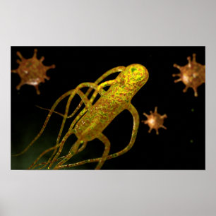 Conceptueel Afbeelding Salmonella typhi 1 Poster
