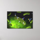 Conceptueel Afbeelding van antilichamen die bacter Canvas Afdruk (Voorkant)
