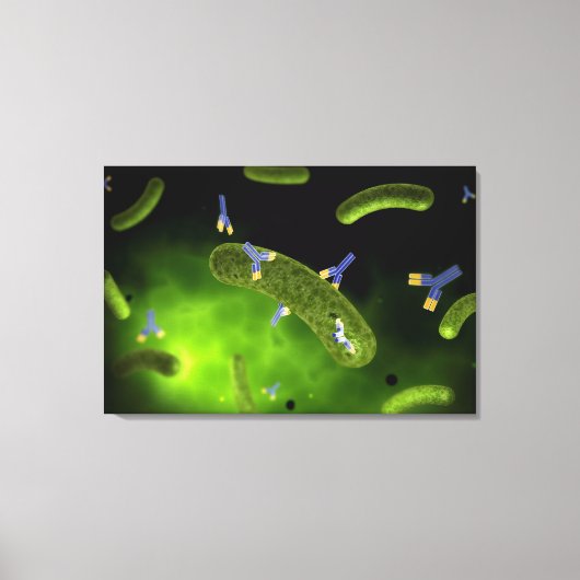 Conceptueel Afbeelding van antilichamen die bacter Canvas Afdruk (Voorkant)