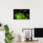 Conceptueel Afbeelding van antilichamen die bacter Poster (Thuiskantoor)