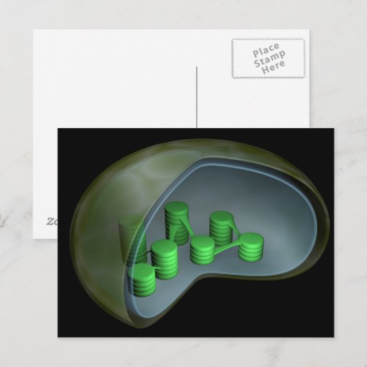 Conceptueel Afbeelding van chloroplast 1 Briefkaart (Voorkant / Achterkant)