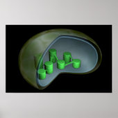 Conceptueel Afbeelding van chloroplast 1 Poster (Voorkant)