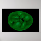 Conceptueel Afbeelding van chloroplast 2 Poster (Voorkant)