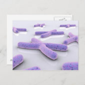 Conceptueel Afbeelding van chromosoom 4 Briefkaart (Voorkant / Achterkant)