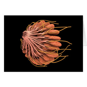 Conceptueel Afbeelding van de anatomie van de bors