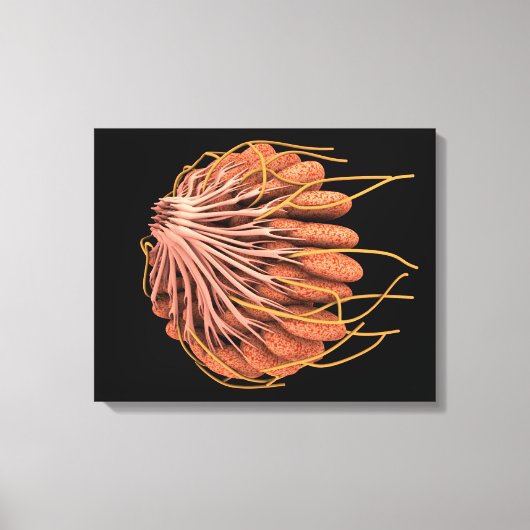 Conceptueel Afbeelding van de anatomie van de bors Canvas Afdruk (Voorkant)