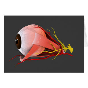 Conceptueel Afbeelding van de anatomie van de mens