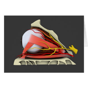 Conceptueel Afbeelding van de anatomie van de mens