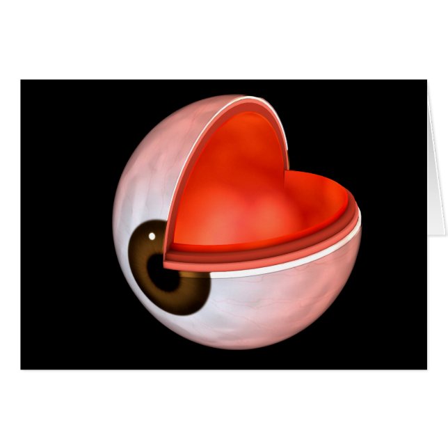 Conceptueel Afbeelding van de anatomie van de mens (Voorkant Horizontaal)