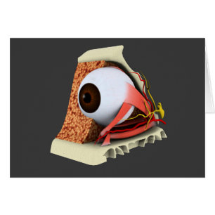 Conceptueel Afbeelding van de anatomie van de mens