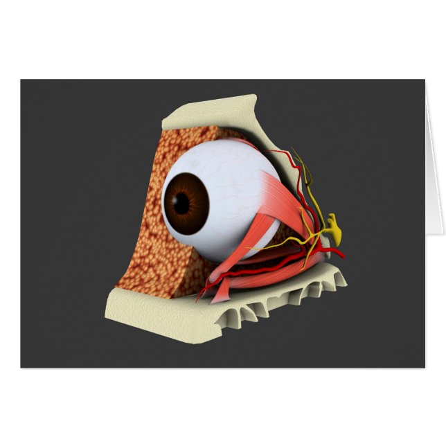 Conceptueel Afbeelding van de anatomie van de mens (Voorkant Horizontaal)