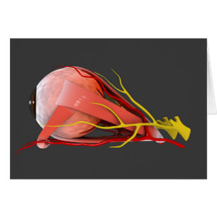 Conceptueel Afbeelding van de anatomie van de mens