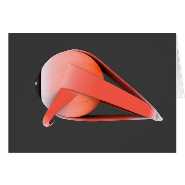 Conceptueel Afbeelding van de anatomie van de mens (Voorkant Horizontaal)