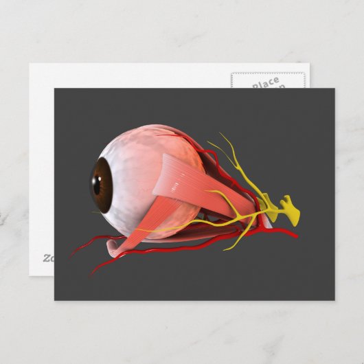 Conceptueel Afbeelding van de anatomie van de mens Briefkaart (Voorkant / Achterkant)