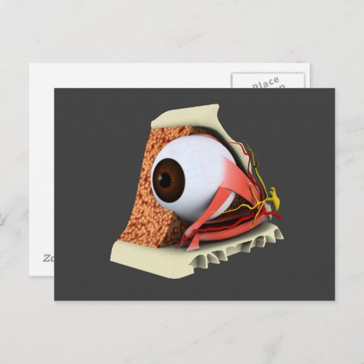 Conceptueel Afbeelding van de anatomie van de mens Briefkaart (Voorkant / Achterkant)