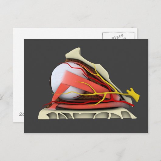 Conceptueel Afbeelding van de anatomie van de mens Briefkaart (Voorkant / Achterkant)