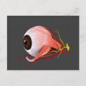 Conceptueel Afbeelding van de anatomie van de mens Briefkaart (Voorkant)