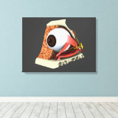 Conceptueel Afbeelding van de anatomie van de mens Canvas Afdruk (Insitu (Houten vloer))