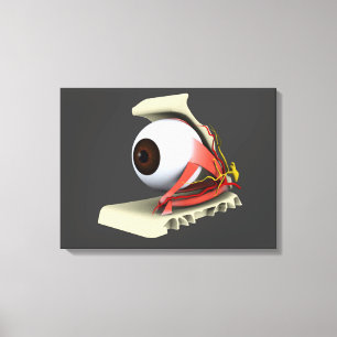 Conceptueel Afbeelding van de anatomie van de mens Canvas Afdruk