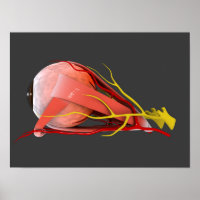 Conceptueel Afbeelding van de anatomie van de mens