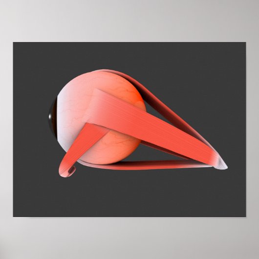 Conceptueel Afbeelding van de anatomie van de mens Poster (Voorkant)